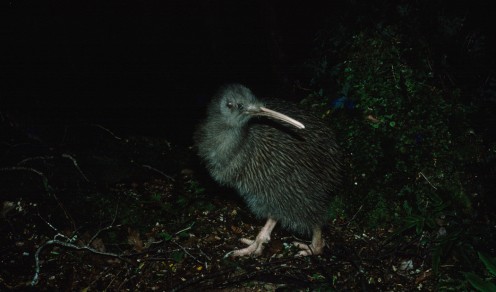 kiwi bird Stewart Island New Zealand