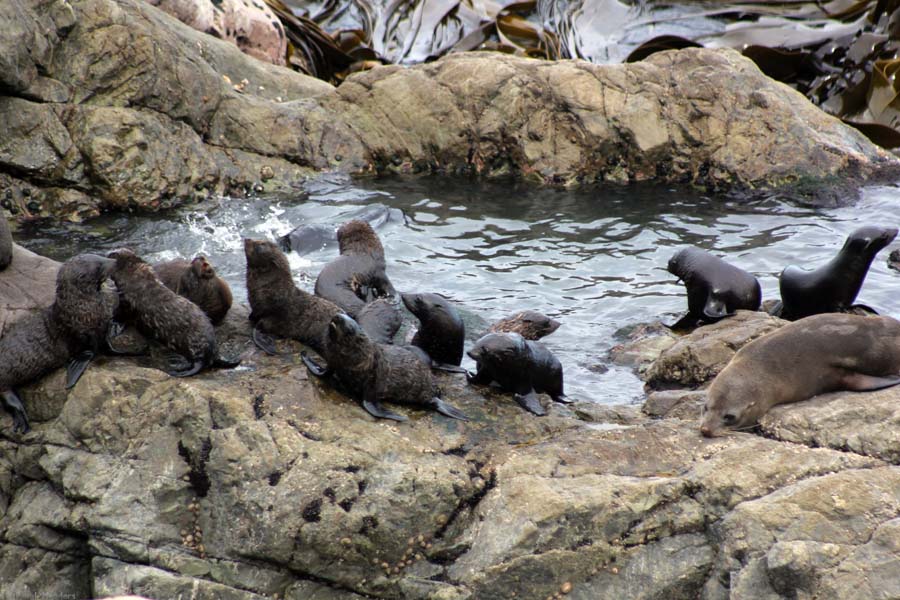 Kaikoura Ohau Point Baby Seals New Zealand