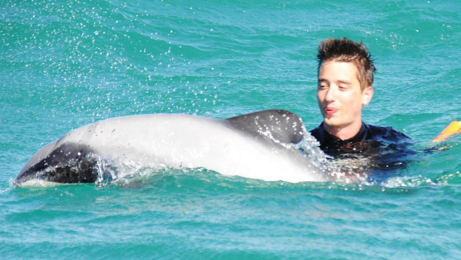 dolphin swimmer in Akaroa New Zealand