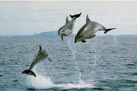 dolphins jumping New Zealand