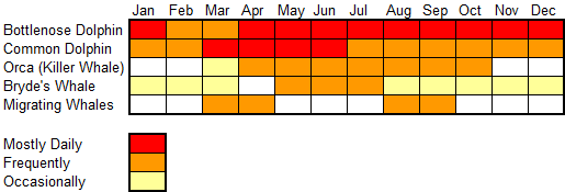 Best month to watch dolphins whales New Zealand