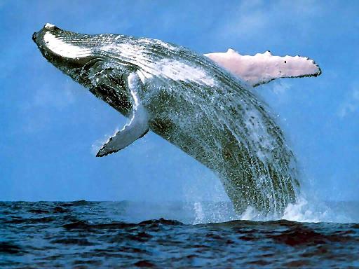 Humpback whale watching New Zealand