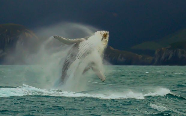 Humpback whale watching in New Zealand