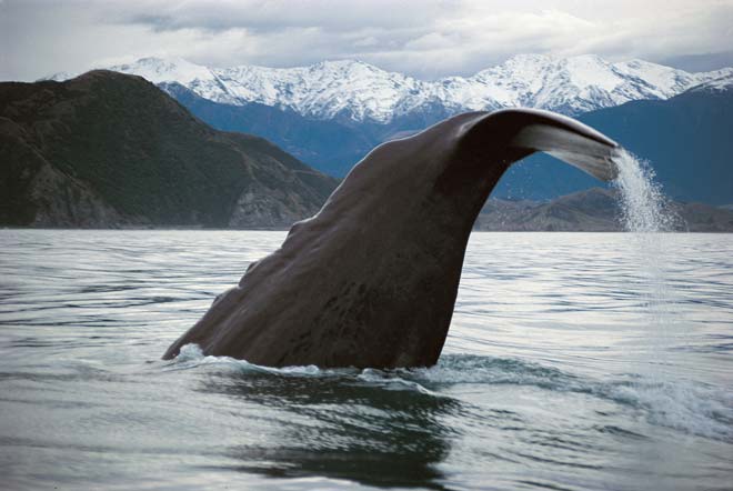 Sperm Whale watching New Zealand