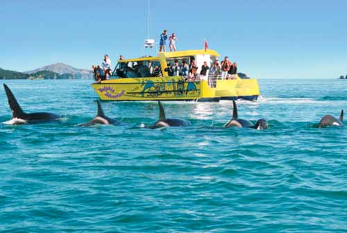 Whale Watching Bay of Islands Russell Paihia New Zealand