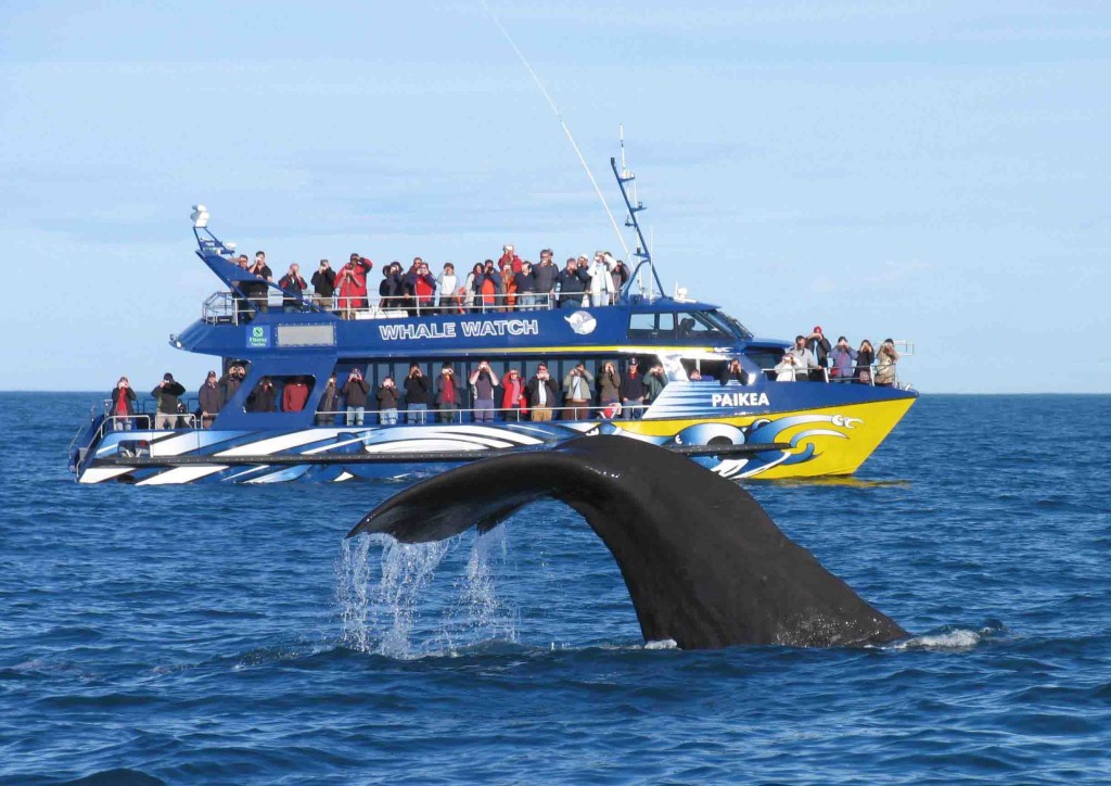 Whale Watching Kaikoura New Zealand