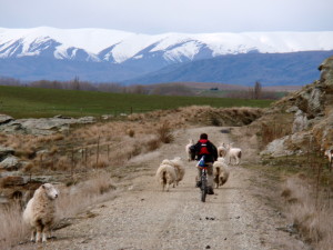 Central Otago Rail Trail Bike trails New Zealand