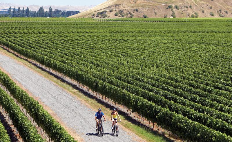 Hawkes Bay Napier Vineyard Cycling Bike Trail New Zealand